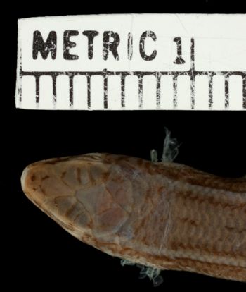Media type: image;   Herpetology R-25394 Aspect: head dorsal